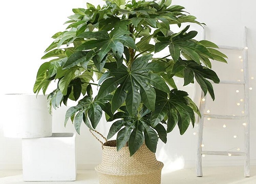 八角金盘属于什么植物类型