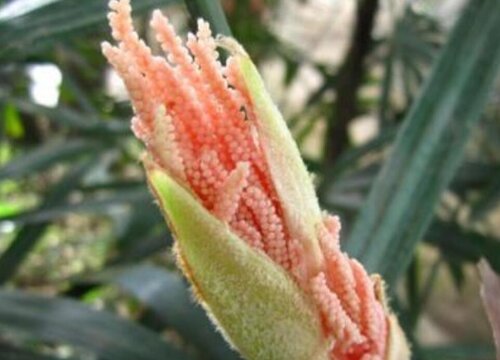 棕竹会开花吗 开花是什么兆头