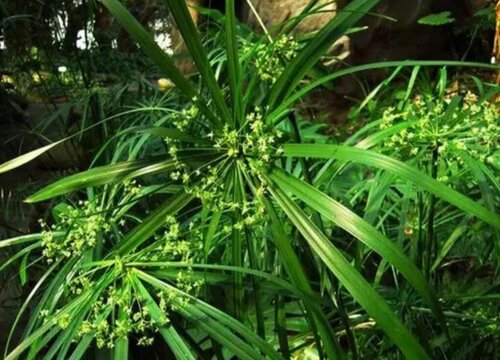 水棕竹冬天会冻死吗