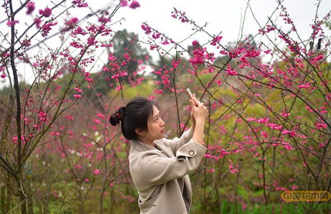 牡丹樱花 牡丹樱花