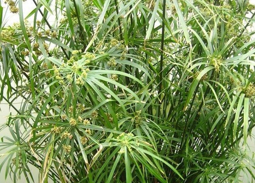 棕竹是什么植物