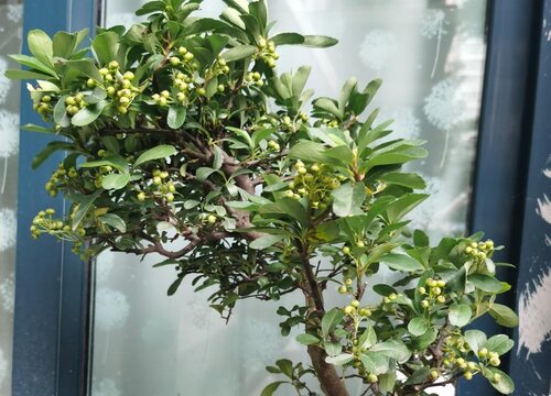 火棘几年开花结果
