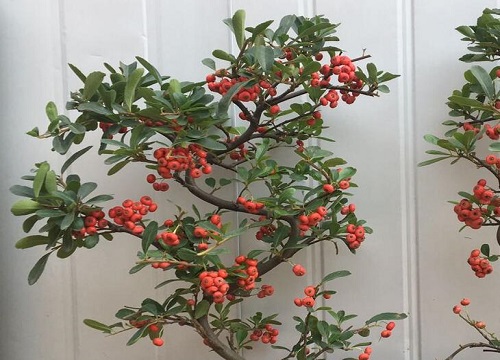 火棘是什么植物