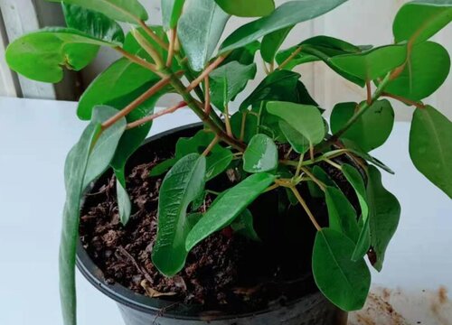 榕树盆景怎么养护枝繁叶茂