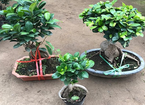 榕树盆景是如何养护的养殖方法