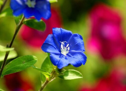 蓝星花花期是什么时候