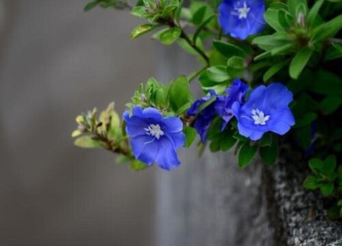 蓝星花是多年生吗