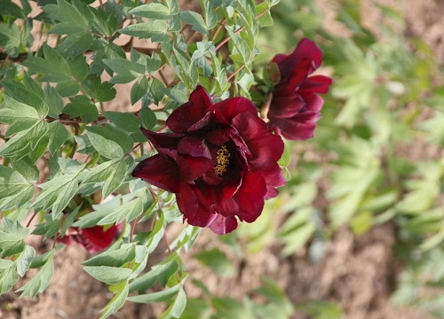 牡丹花怎么养护开花鲜艳满屋飘香