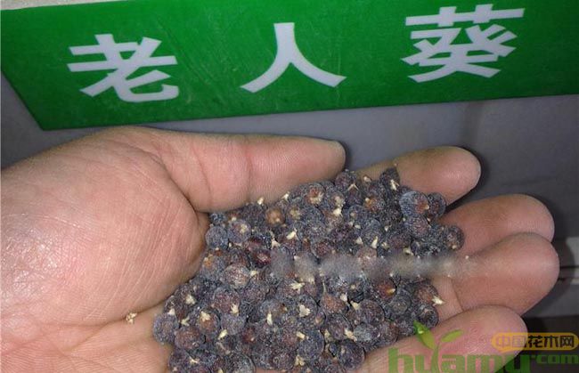 老人葵种子