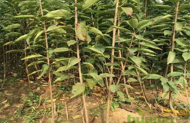 红灯大樱桃 红灯大樱桃