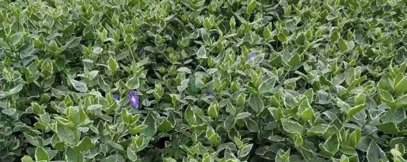 花叶野芝麻花期果期