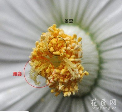 番杏科播种(基础要点)