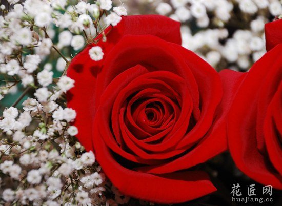 玫瑰花繁殖