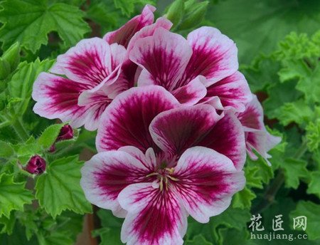 天竺葵常见病虫害防治