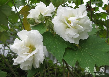 木芙蓉常见的病虫害防治