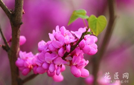 紫荆常见的病虫害及防治