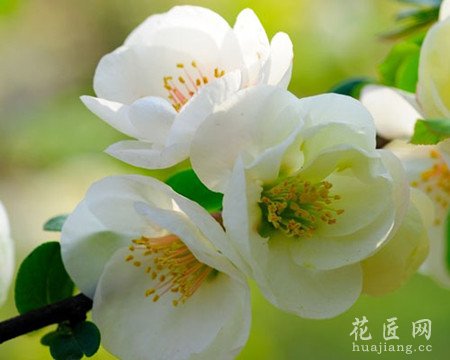 海棠常见病虫害防治