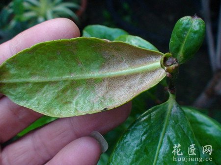 茶花常见病虫害防治
