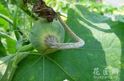 丝瓜常见的病虫害及其防治方法
