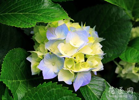 八仙花常见病虫害及其防治方法
