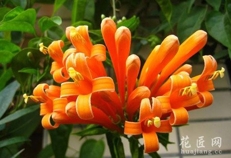 炮仗花常见病虫害及其防治方法