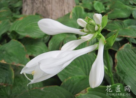 晚香玉常见病虫害及其防治方法