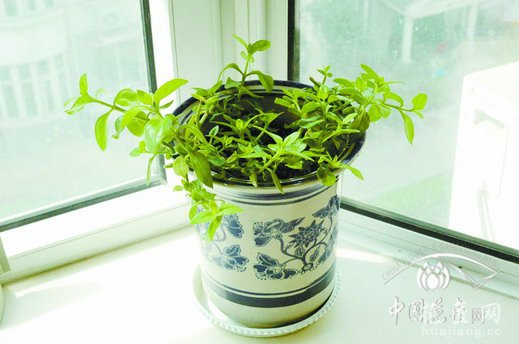 露草好看又好吃 发布: 2013-07-19 | 编辑:护花使者 | 查看: 次 露草，四季常青，青枝绿叶之间绽放着星星