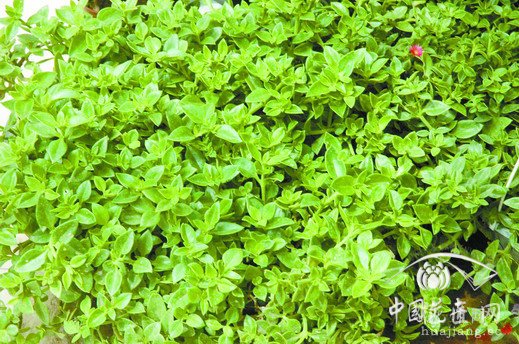 露草好看又好吃 发布: 2013-07-19 | 编辑:护花使者 | 查看: 次 露草，四季常青，青枝绿叶之间绽放着星星