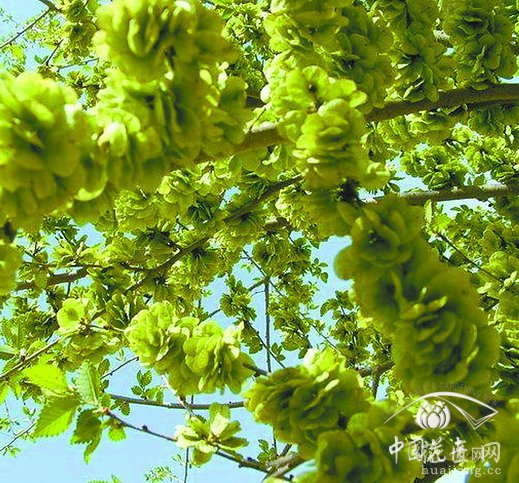 舌尖上的榆钱 发布: 2013-07-26 | 编辑:护花使者 | 查看: 次 阳春四月麦苗鲜，童子携筐摘榆钱。榆钱是榆