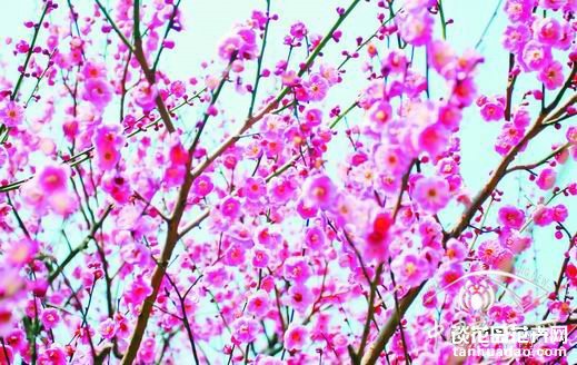 冬季美食———梅花粥 发布: 2013-11-15 | 编辑:护花使者 | 查看: 次 梅花，为蔷薇科落叶乔木梅的花蕾，