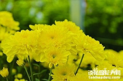 菊花也能拌成沙拉吃 发布: 2013-11-13 | 编辑:护花使者 | 查看: 次 可以吃的菊花延年黄。 绿菊 这种黄