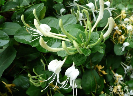 金银花