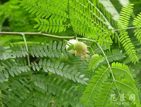 银合欢的功效与作用