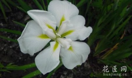 大扁竹兰的功效与作用