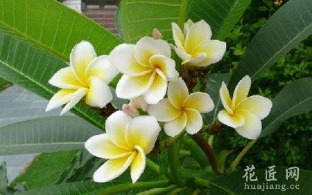 红鸡蛋花的功效与作用