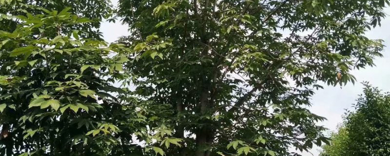 七叶树有毒吗