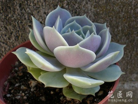 露娜莲有什么功效及其作用