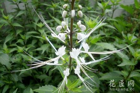 猫须草茶副有作用吗？