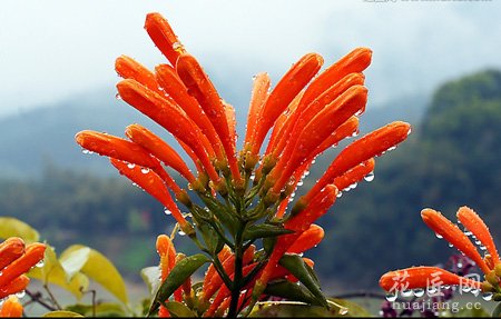 炮仗花药用功效主治那么病症呢？