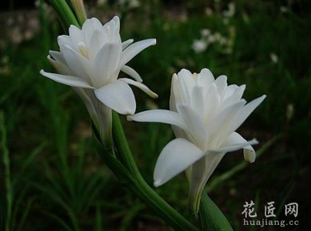晚香玉药用功效及其作用