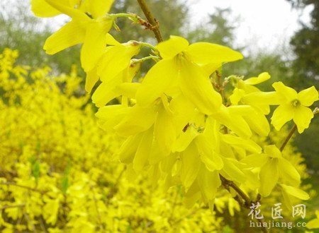 金钟花的功效与作用有哪些？