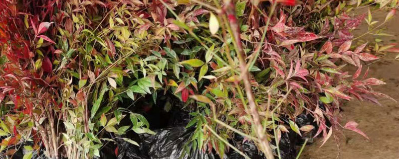 红天竹盆景怎么养