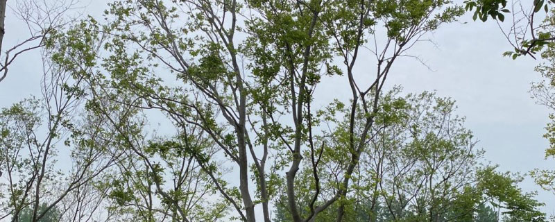 朴树是落叶还是常绿树 朴树是落叶还是常绿树