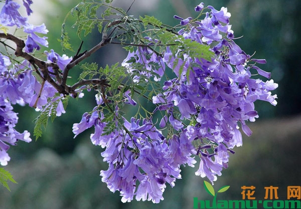 蓝花楹树
