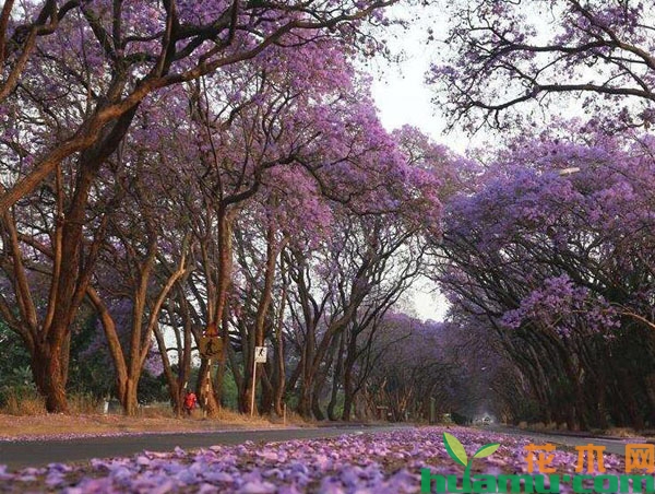 蓝花楹街道