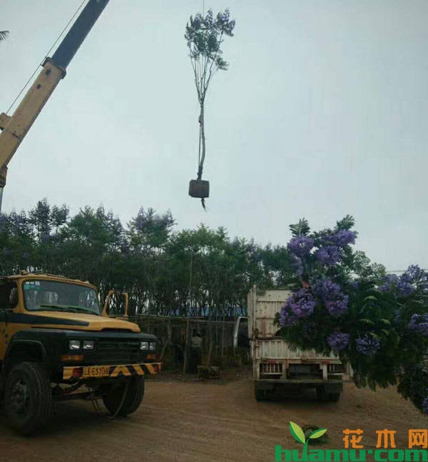 蓝花楹
