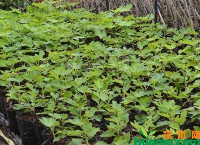 玛斯义陶芬无花果苗