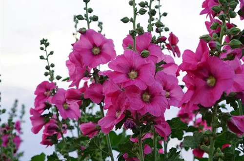 u=1888103378,1432459206&fm=253&fmt=auto&app=138&f=JPEG.webp_副本.jpg