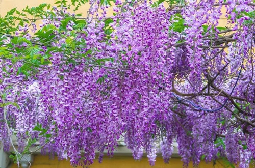 src=http___img.huamu.com_d_file_p_2019_12-24_1577177440893892.jpg&refer=http___img.huamu.webp_副本.jpg