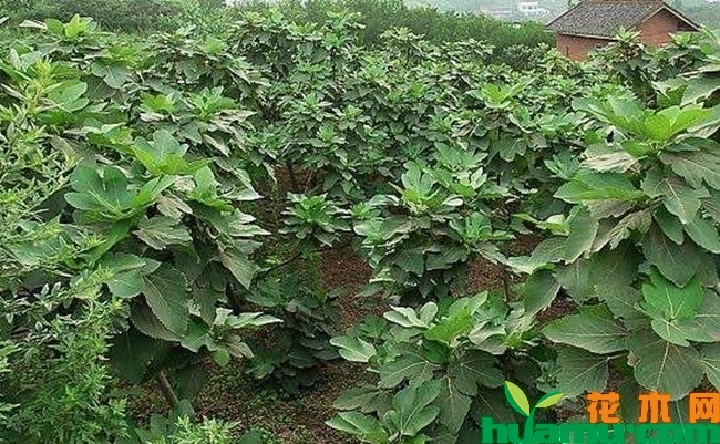 波姬红无花果苗